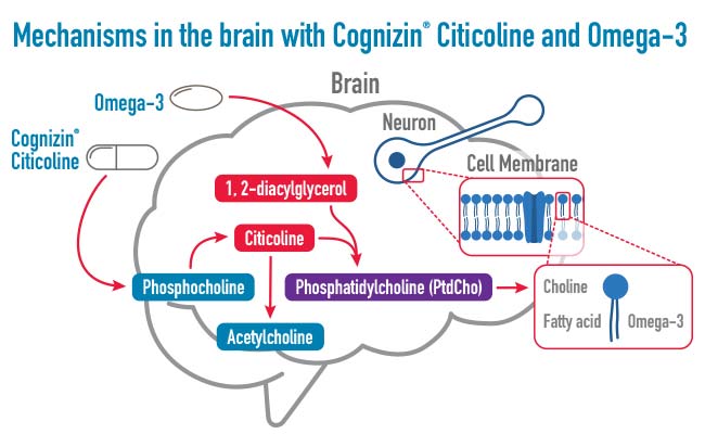 the brain with citicoline and Omega-3s