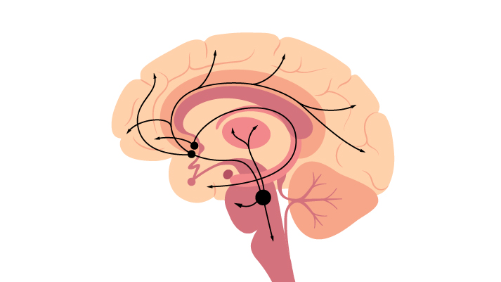 How Citicoline Supports Acetylcholine Production for Brain Function