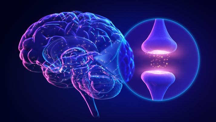 How Phospholipids Support Brain Cell Communication